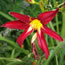 Hemerocallis Holly Dancer